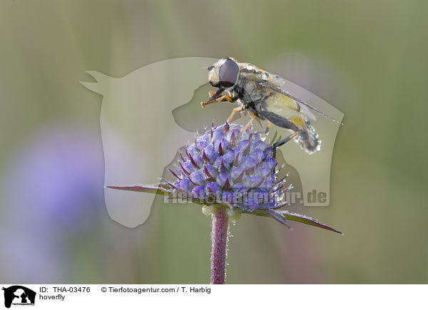 hoverfly / THA-03476