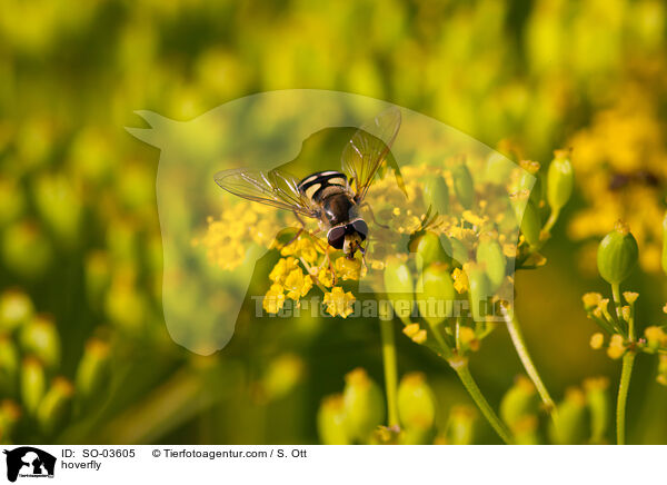 Schwebfliege / hoverfly / SO-03605