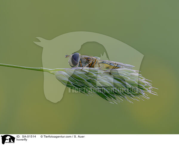 Schwebfliege / hoverfly / SA-01514
