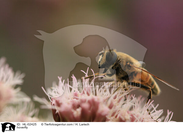 Schwebfliege / hoverfly / HL-02425