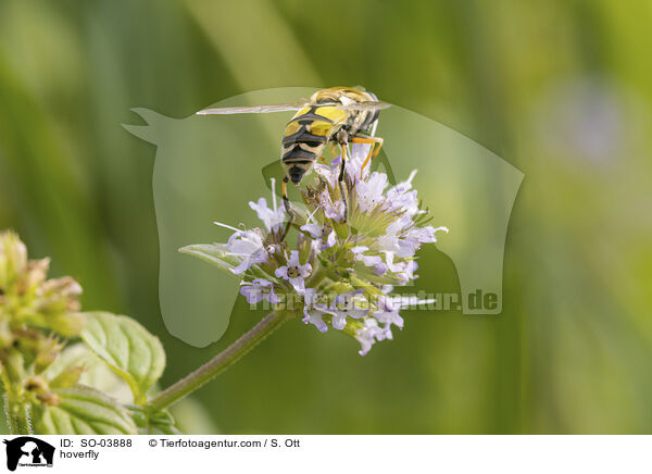 Schwebfliege / hoverfly / SO-03888