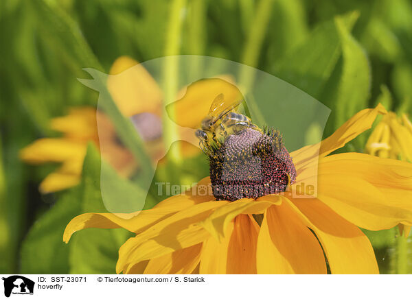 hoverfly / SST-23071
