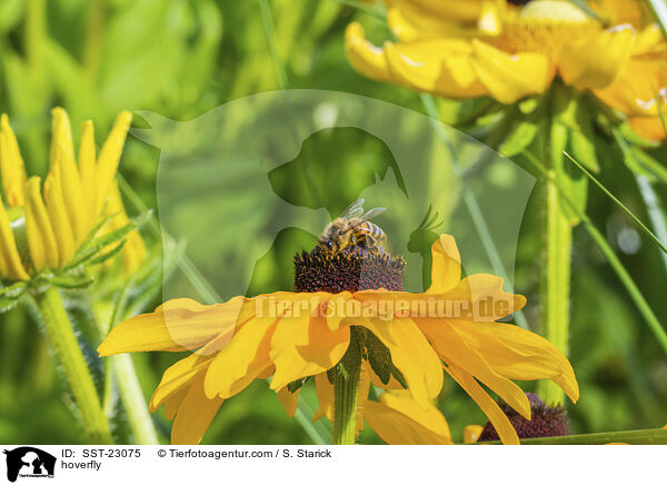 Schwebfliege / hoverfly / SST-23075