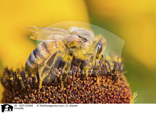 Schwebfliege / hoverfly / SST-23092