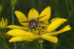 hoverfly