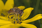 hoverfly