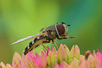 hoverfly