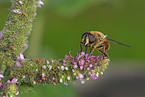 hoverfly