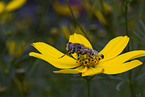hoverfly
