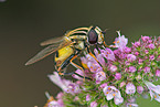 hoverfly