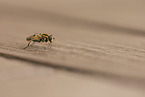 Hoverfly