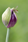 hoverfly