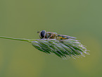 hoverfly