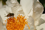 hoverfly