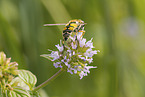 hoverfly