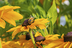 hoverfly