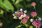hoverfly