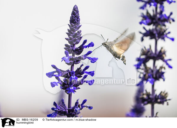 Taubenschwnzchen / hummingbird / MBS-16209