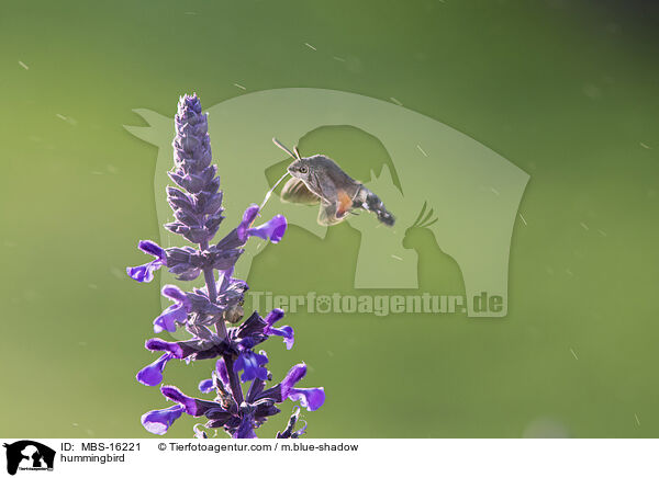 Taubenschwnzchen / hummingbird / MBS-16221