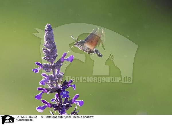 Taubenschwnzchen / hummingbird / MBS-16222