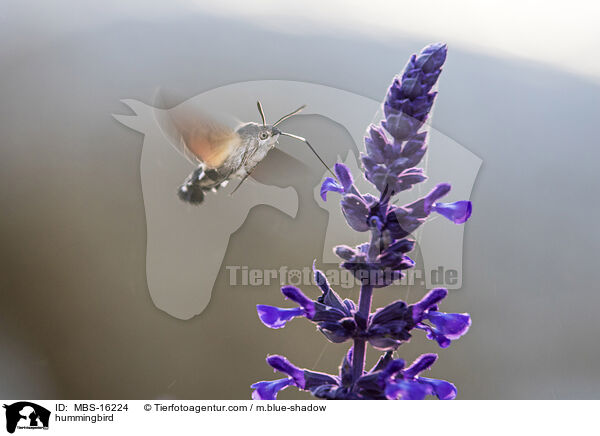 Taubenschwnzchen / hummingbird / MBS-16224