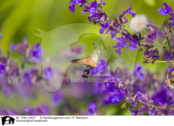Taubenschwänzchen / hummingbird hawkmoth / PW-13447