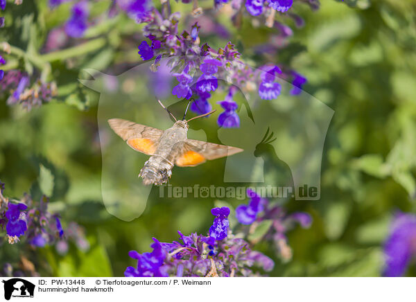 Taubenschwnzchen / hummingbird hawkmoth / PW-13448