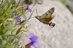 hummingbird hawkmoth