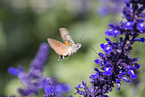 hummingbird