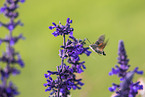 hummingbird