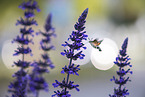 hummingbird