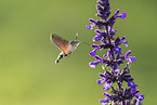 hummingbird
