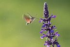 hummingbird