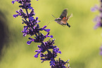 hummingbird