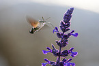 hummingbird