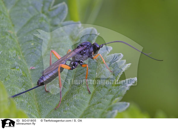 ichneumon fly / SO-01805
