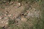 Junonia hierta