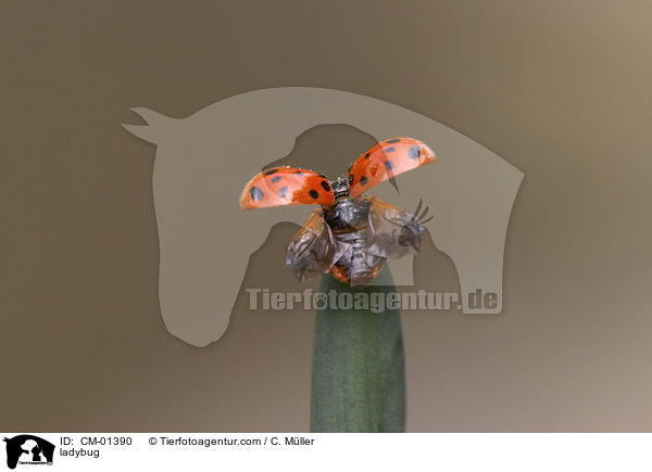 Marienkfer / ladybug / CM-01390