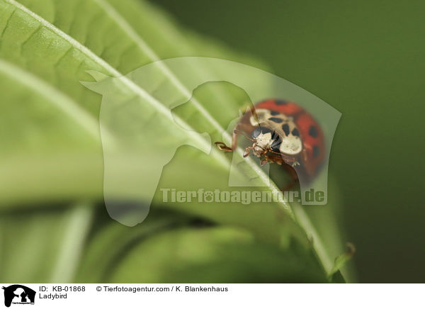 Marienkfer / Ladybird / KB-01868