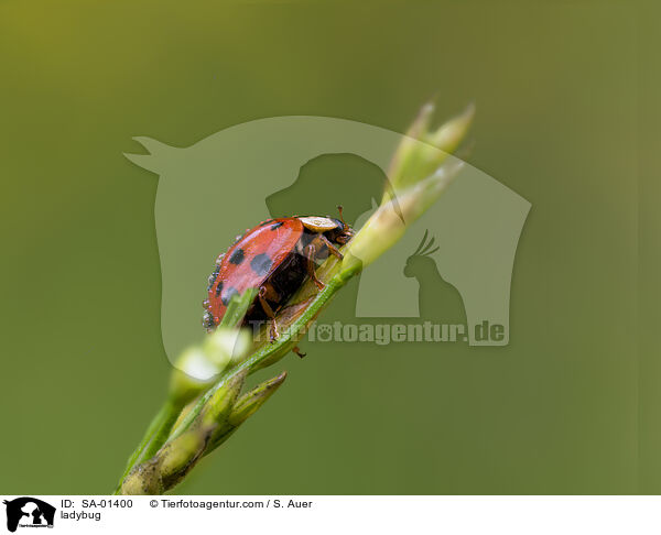 Marienkfer / ladybug / SA-01400