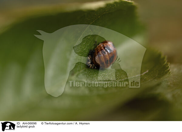 Marienkfer Larve / ladybird grub / AH-06696