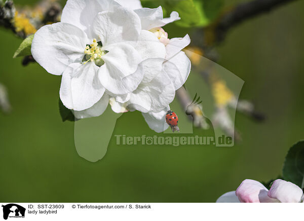 Marienkfer / lady ladybird / SST-23609