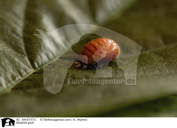 Marienkfer Larve / ladybird grub / AH-07373