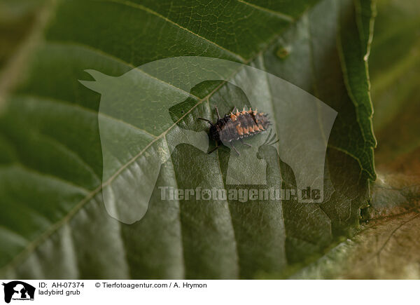 Marienkfer Larve / ladybird grub / AH-07374