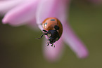 ladybug