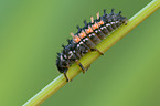 ladybird