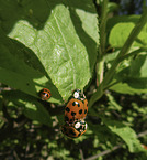 ladybirds