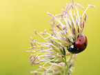 ladybird