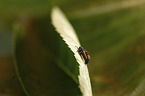 ladybird grub