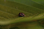 ladybird grub